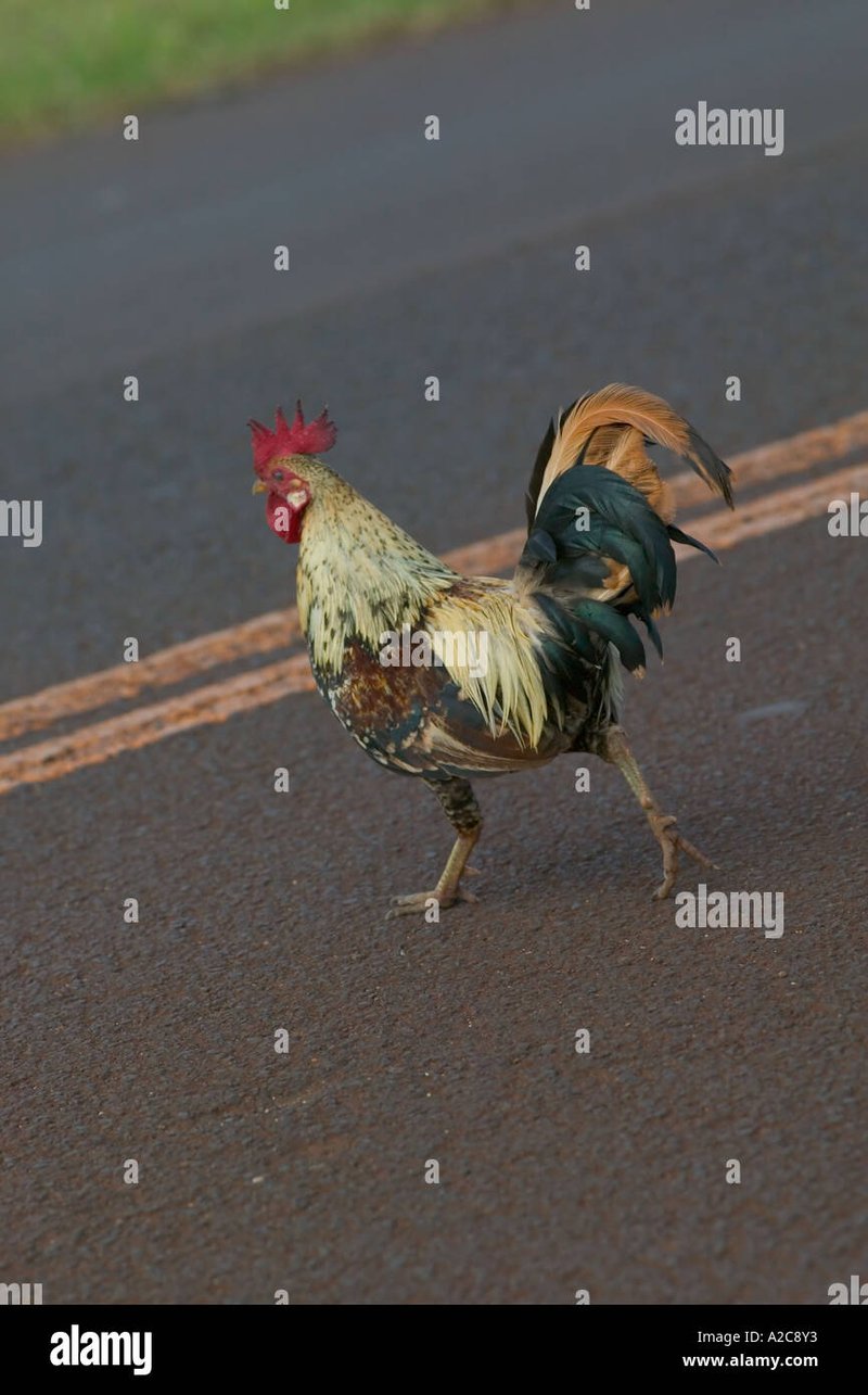 Chicken road casino, chicken road nederland