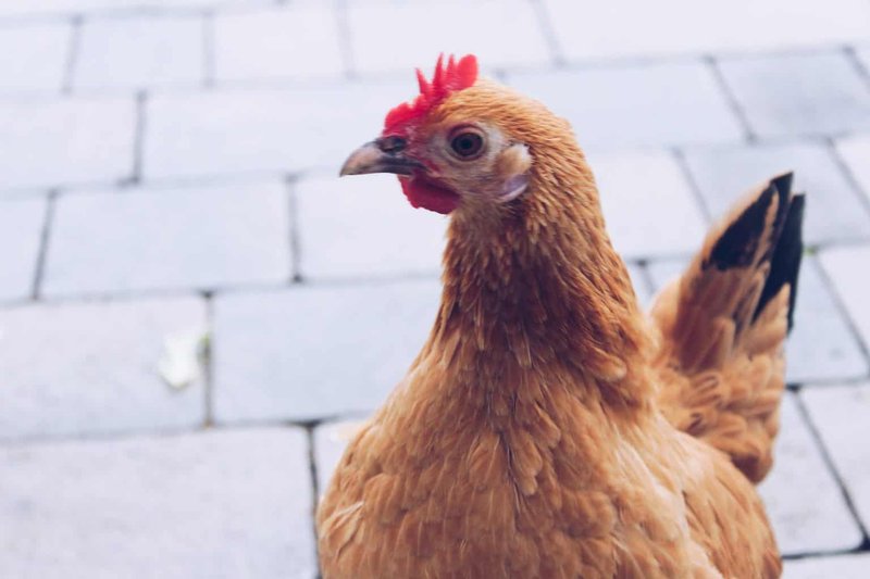 Chicken road oficial, chicken road casino